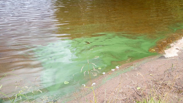 Harmful Cyanobacterial Bloom at a Natural Swimming Beach 