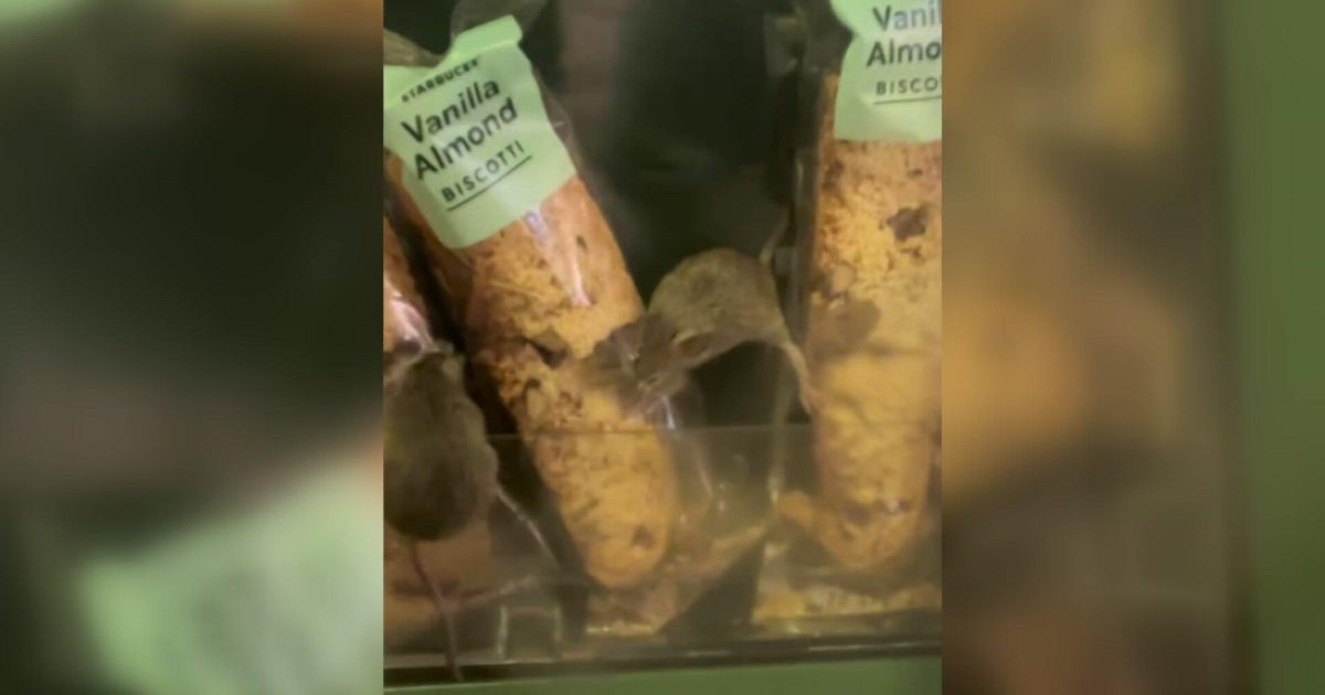 Starbucks inside South Station shut down after video shows rodent eating display food