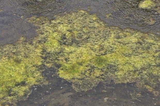 Algae-bacterial bloom in the Great Lakes