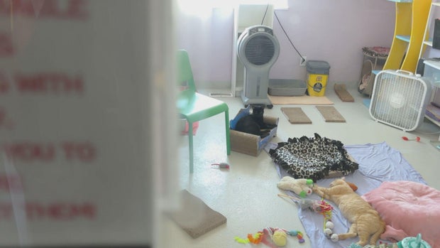 cat-shelter-broken-ac-5vo-frame-120.jpg
