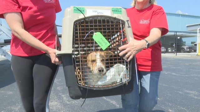 Two people carry a large crate containing a brown and white dog 