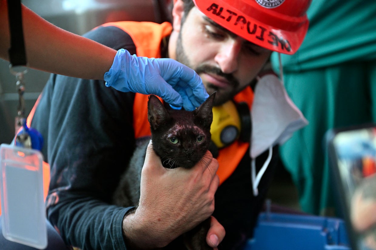Cat rescued from Venezuela earthquake rubble as death toll tops 5,200