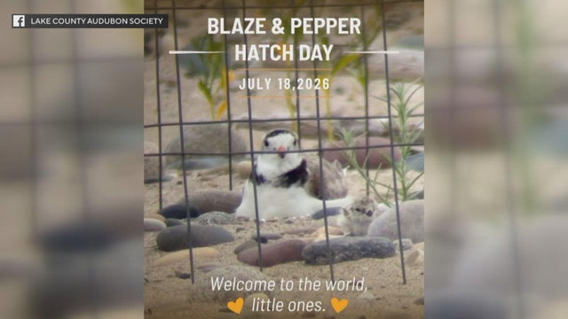 plovers-new-hatch.jpg 