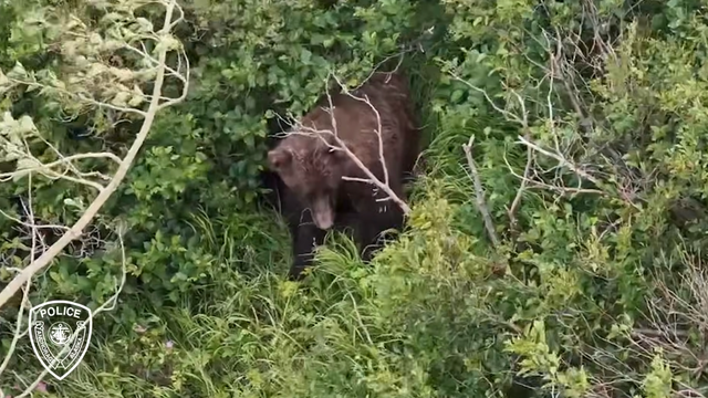 anchorage-police-brown-bear.png 