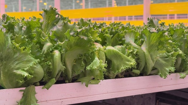 Lettuce 
