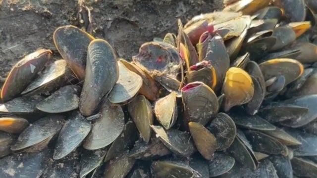 530p-bh-golden-mussels-west-sac-mayor-pkg.jpg 