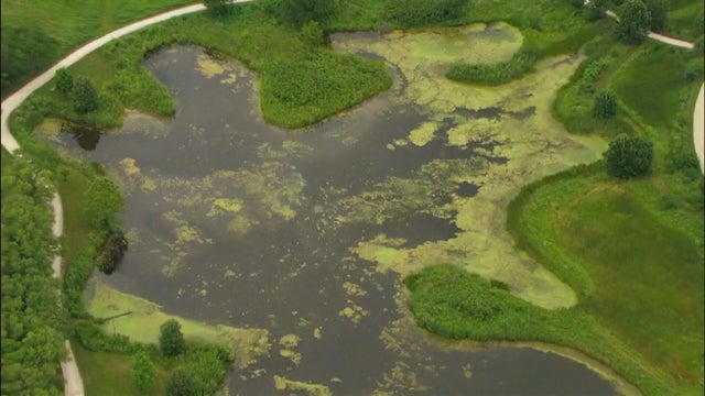 algae-bloom-clean.jpg 