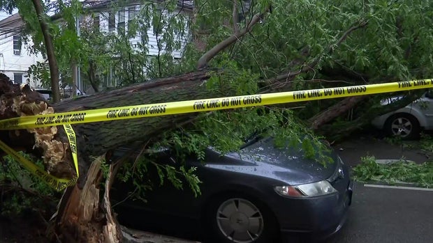Tree down on parked car