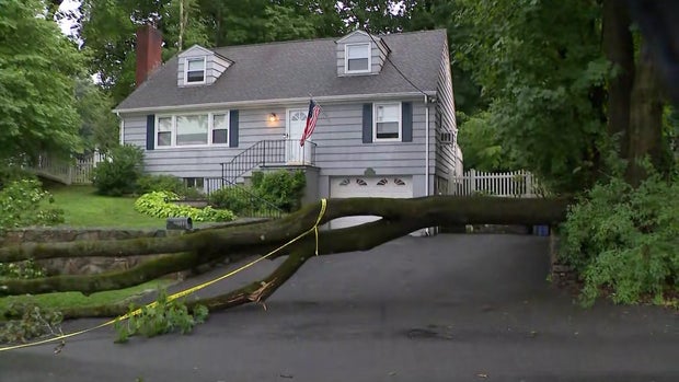 Tree down across driveway in front of house