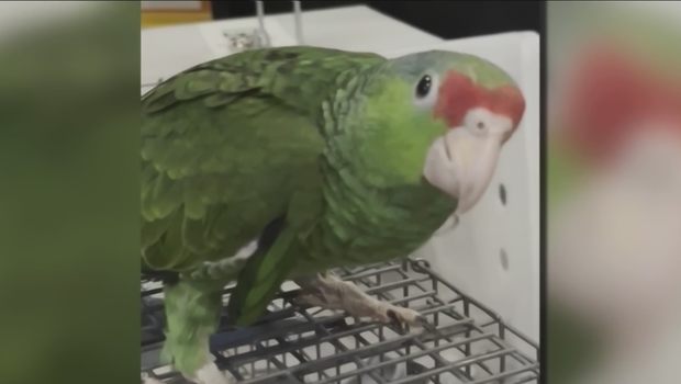 Animal rescue groups caring for hundreds of birds seized from Baltimore pet shop