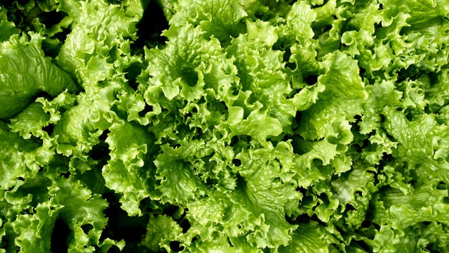 Background of green lettuce leaves. Top view 