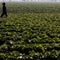 Farm linked to cyclosporaisis outbreak went years without FDA inspection