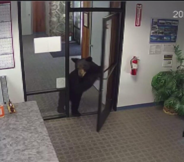 crestline-office-bear.jpg