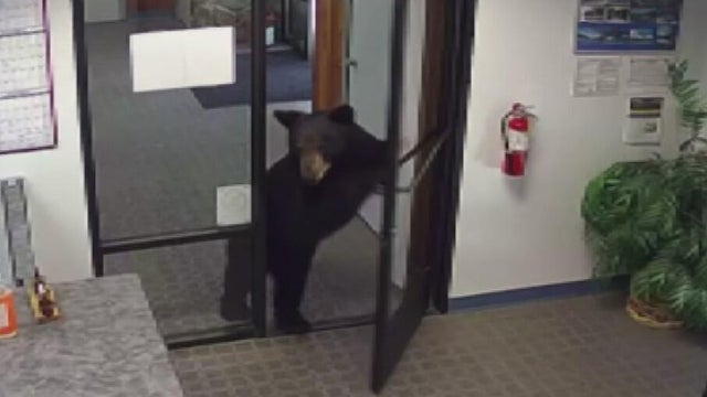 crestline-office-bear.jpg 