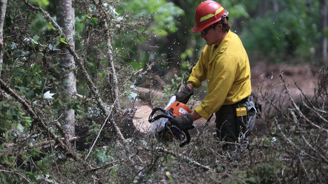 20260719-chainsaw-branchv.jpg 