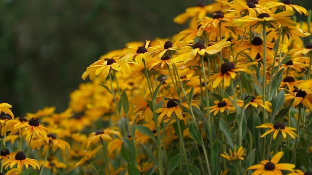 plants1.jpg 