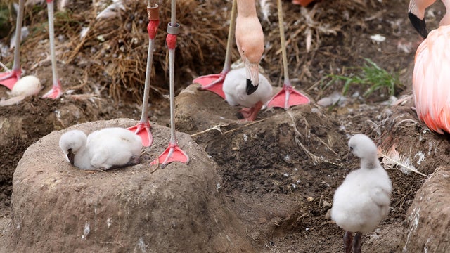 Flamingo chicks at San Francisco Zoo 
