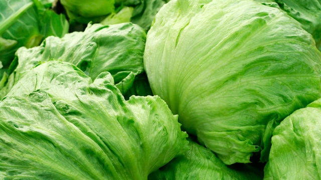 Iceberg lettuce growing in the field 