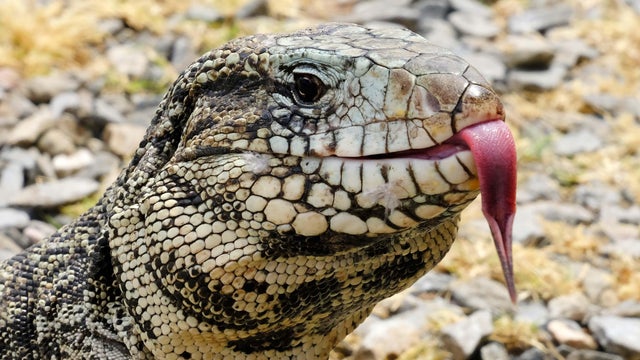 Argentine Black and White Giant Tegu, Tupinambis Merianae or Salvator Merianae 