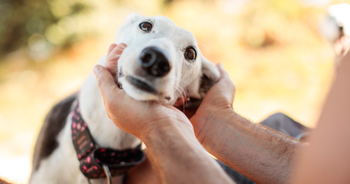 Unused, unexpired veterinary drugs can be donated to animals in need under new Minnesota law