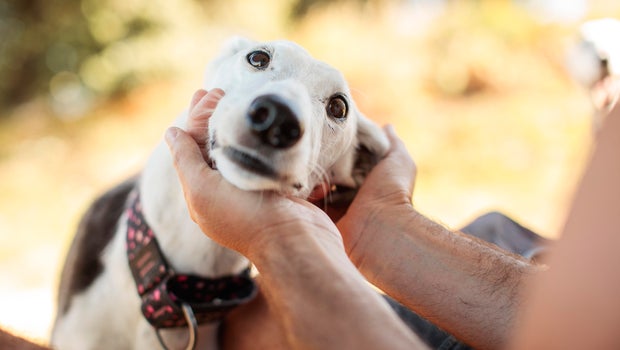 Unused, unexpired veterinary drugs can be donated to animals in need under new Minnesota law