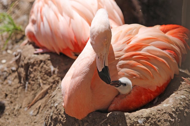 Flamingo chick at San Francisco Zoo