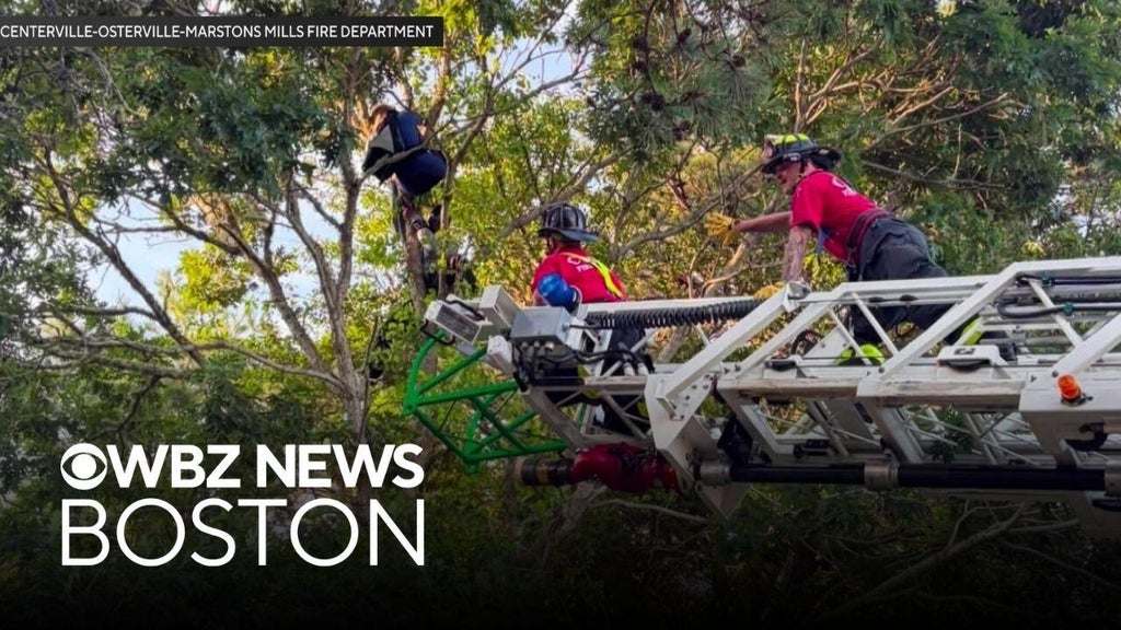 Skydiver rescued from tree on Cape Cod and more top stories