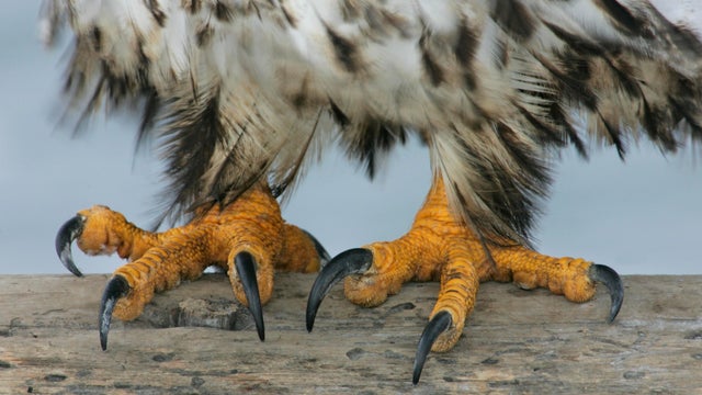 Talons of an Eagle 
