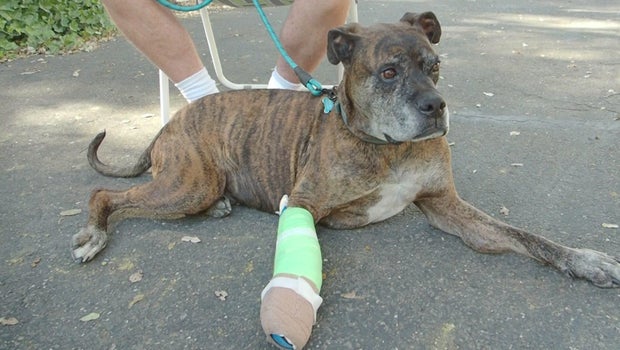 Dog recovering after suspected mountain lion attack in Placerville