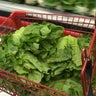 lettuce.jpg 