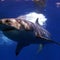 Nature: Great white sharks in Mexico