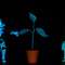 How plants feel