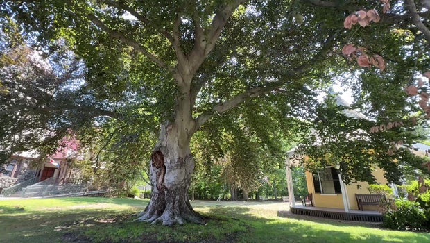Bird's nest delays removal of historic tree in Belmont that has become 