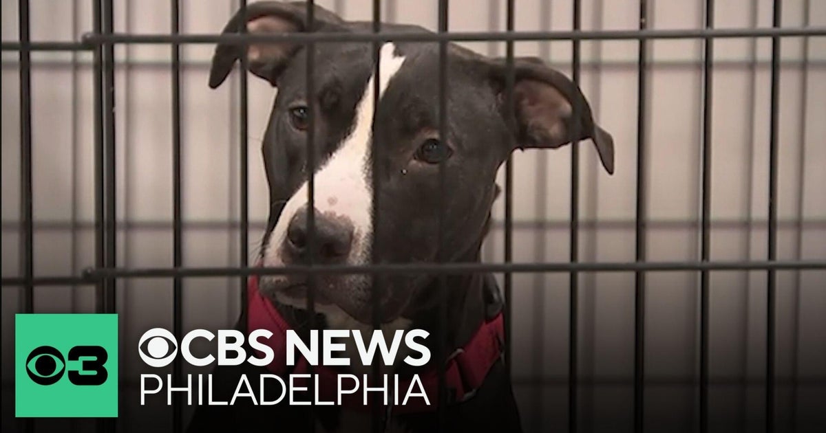 ACCT Philadelphia offering financial incentives to those who can foster or adopt...