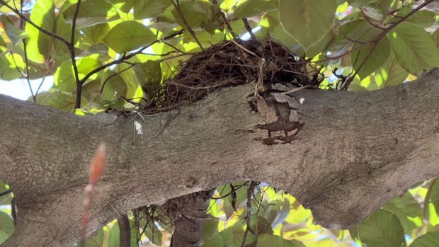 Belmont tree nest 