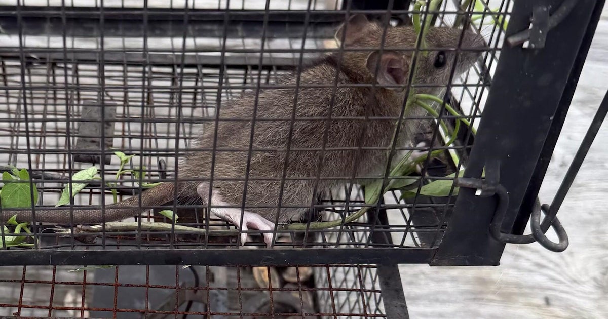 Large rats have overrun one Long Island neighborhood, as residents say 