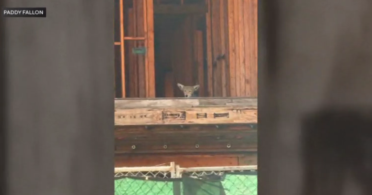 cbsnews.com - Laurie  Perez - Pack of coyotes appears to have taken over West Hollywood condo complex under construction