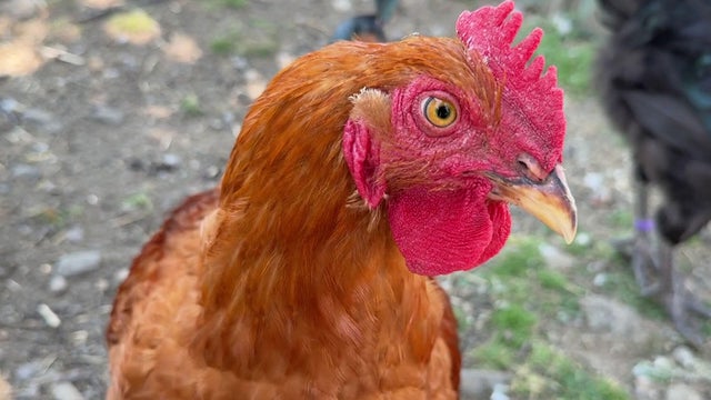 Roosters 