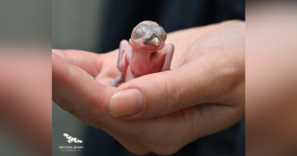 How 4 chicks at the National Aviary are helping bring nearly extinct birds back to the wild