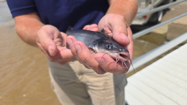 a-blue-catfish-raised-at-the-pfbcs-tionesta-state-fish-hatchery.jpg 