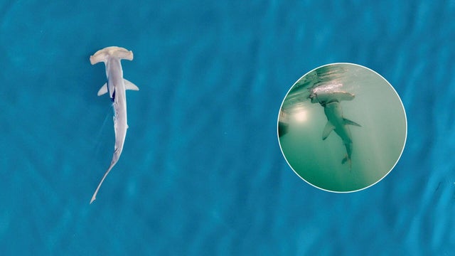 hammerhead-rhode-island.jpg 