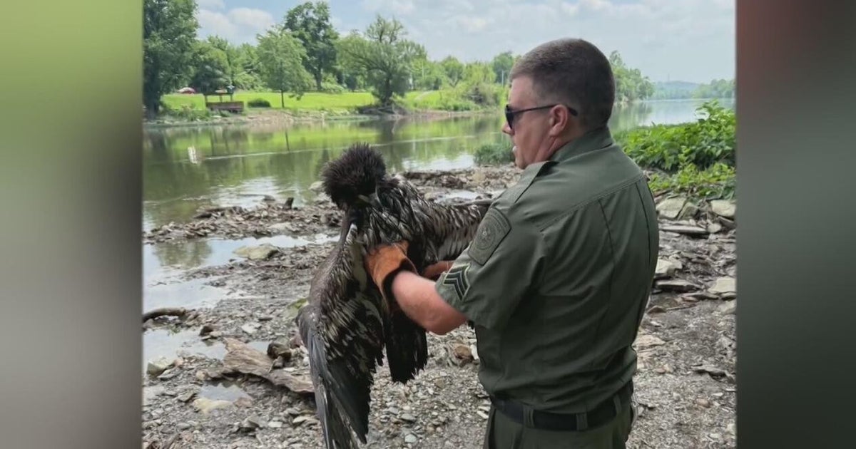 Wildlife photographers heartbroken after young eagle hit, killed by train in Beaver County