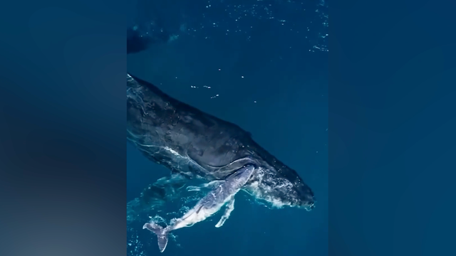 drone-whale-birth.png 