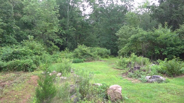 Woods in Voluntown, Connecticut 