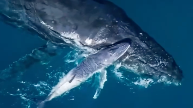 humpback-whale-nsw.png 