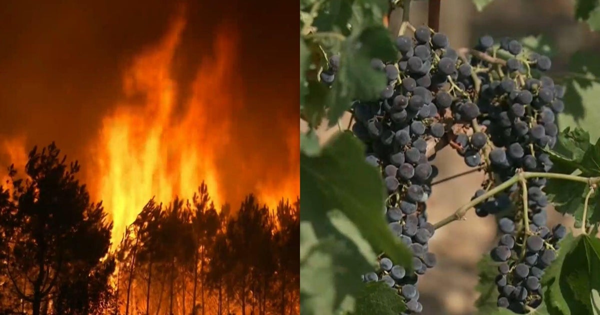 Wildfires threaten France's historic Bordeaux wine region