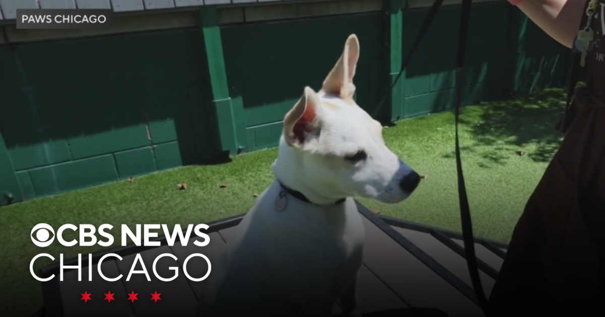 Meet the PAWS pet of the week