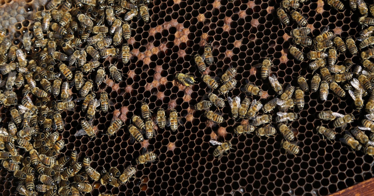 Beehives swarm unusual spots in South Florida