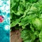 Michigan health officials report 2 deaths among cyclosporiasis cases
