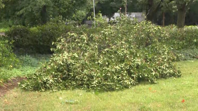 Shirley tree 